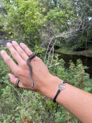 Thamnophis elegans vagrans
