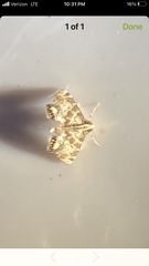 Petrophila fulicalis