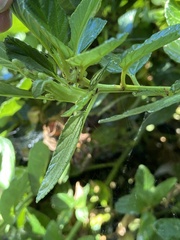Periploca ceanothiella