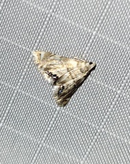 Eoparargyractis plevie