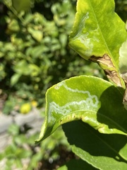 Phyllocnistis citrella