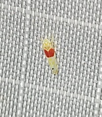 Eratoneura osborni