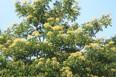 Tetradium glabrifolium