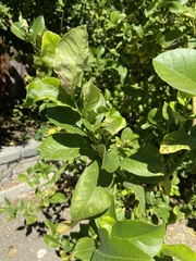 Phyllocnistis citrella
