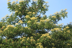 Tetradium glabrifolium