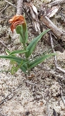 Pterostylis sanguinea