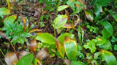 Cypripedium calceolus