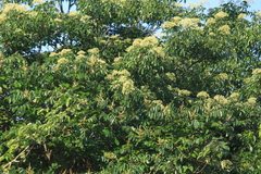 Tetradium glabrifolium