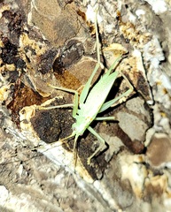 Meconema thalassinum