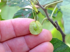 Ptelea trifoliata