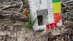 Pterostylis sanguinea