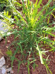 Lactuca indica