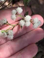 Ageratina riparia