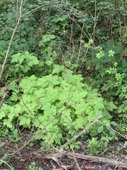 Rubus odoratus