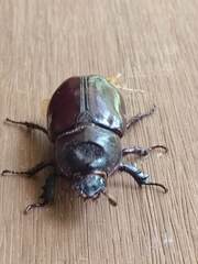 Strategus aloeus