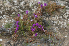 Disphyma crassifolium