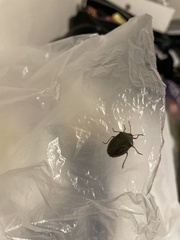 Pentatomidae