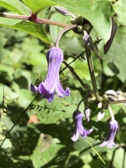 Clematis heracleifolia