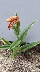 Pterostylis sanguinea