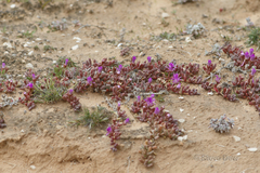 Disphyma crassifolium
