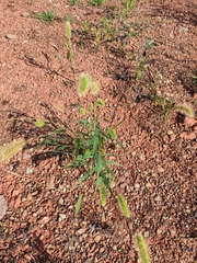 Setaria viridis