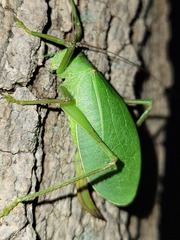 Pterophylla camellifolia