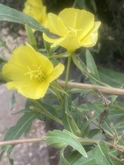 Oenothera elata hirsutissima