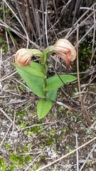 Pterostylis sanguinea