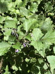 Clematis heracleifolia