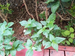 Dicliptera chinensis