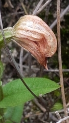 Pterostylis sanguinea
