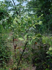 Ptelea trifoliata