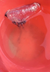 Physalia physalis