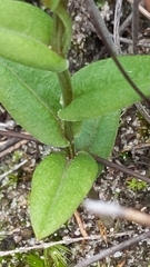 Pterostylis sanguinea