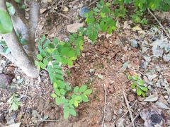 Phyllanthus tenellus