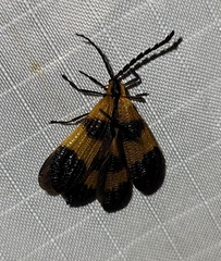 Calopteron