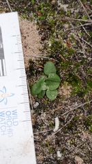 Pterostylis sanguinea