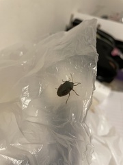 Pentatomidae