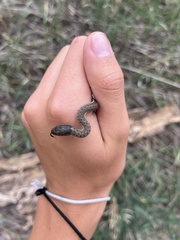 Thamnophis elegans vagrans