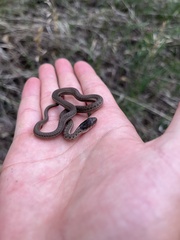 Thamnophis elegans vagrans