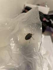 Pentatomidae