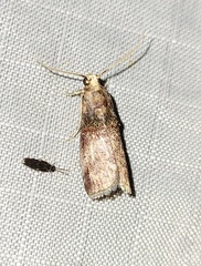 Acrobasis