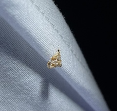 Glaphyriinae