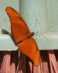 Dryas iulia