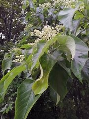 Clerodendrum mandarinorum