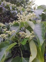 Clerodendrum mandarinorum