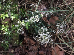 Ageratina riparia