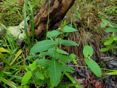 Hypericum virginicum