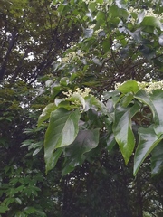Clerodendrum mandarinorum