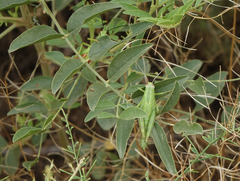 Heteracris pterosticha